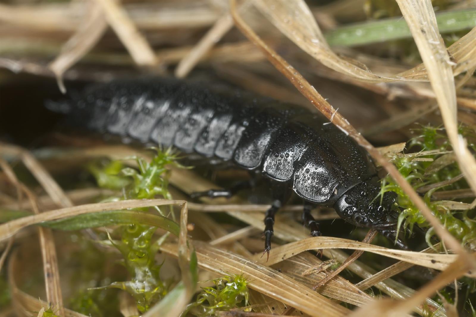 GroundBeetle